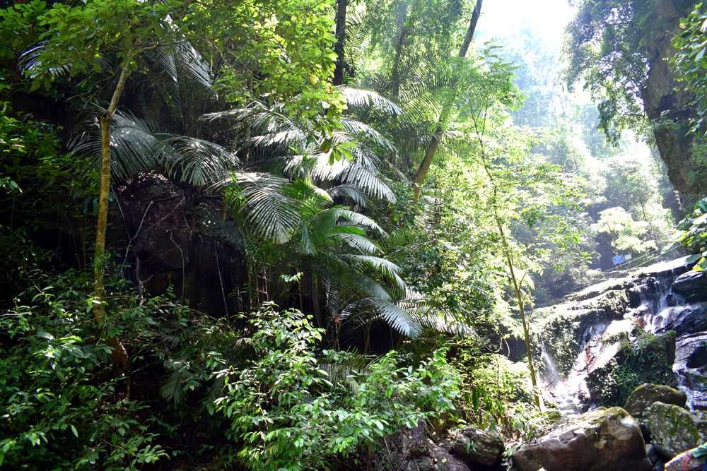 Rừng tự nhiên Hà Lâu Rừng tự nhiên Hà Lâu