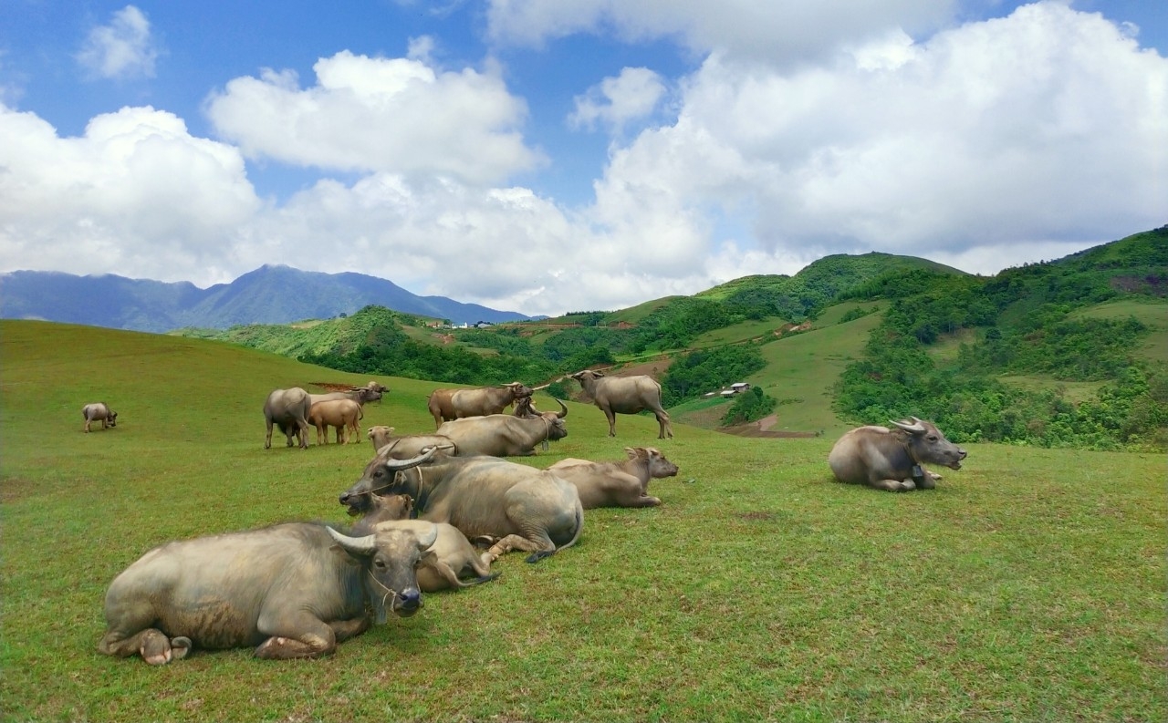 Thảo nguyên xanh bất tận tại Phan Thanh, Nguyên Bình Thảo nguyên xanh bất tận tại Phan Thanh, Nguyên Bình