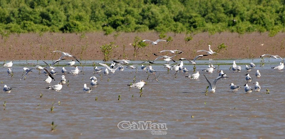 Những cánh chim Ðất Mũi Những cánh chim Ðất Mũi