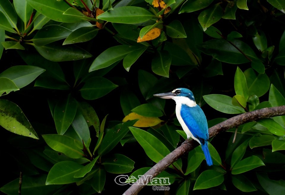 Những cánh chim Ðất Mũi Những cánh chim Ðất Mũi