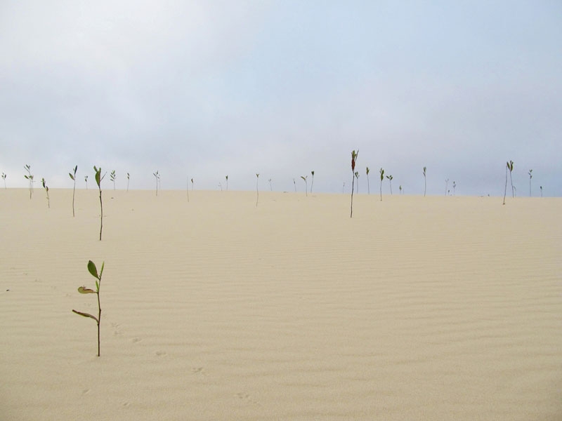 Nhĩ Hạ, tiểu sa mạc độc đáo ở Quảng Trị Nhĩ Hạ, tiểu sa mạc độc đáo ở Quảng Trị