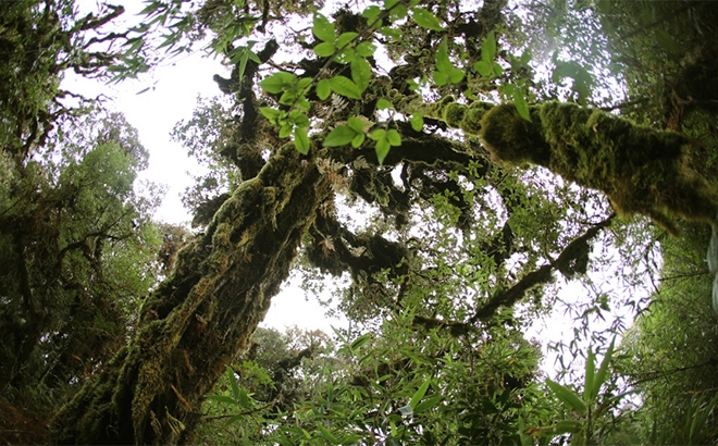 Thiên đường Tà Xùa