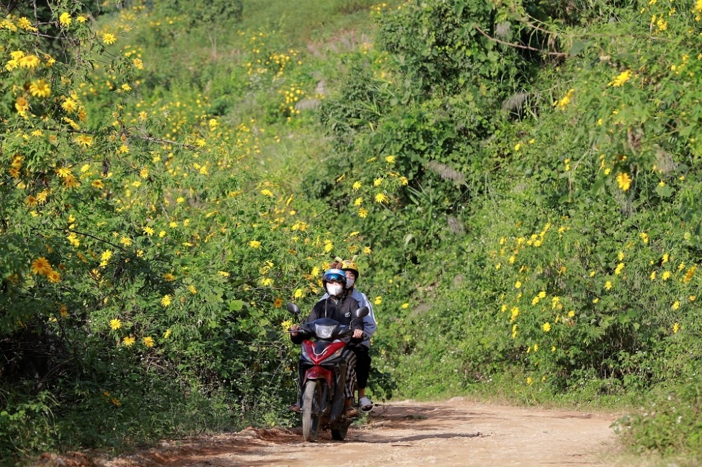 Dã quỳ “nhuộm” vàng khắp núi rừng Tây Bắc