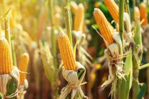 Giá các mặt hàng nông sản trên thế giới tiếp tục suy yếu trong phiên hôm qua