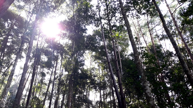 Đồi thông Eo Gió - Điểm đến hòa mình vào thiên nhiên