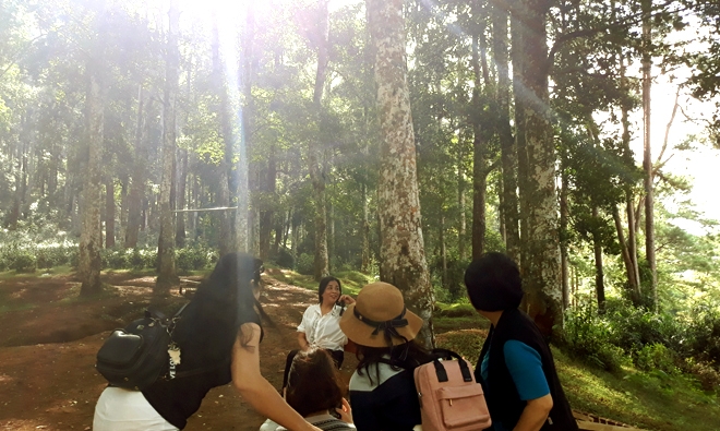 Đồi thông Eo Gió - Điểm đến hòa mình vào thiên nhiên