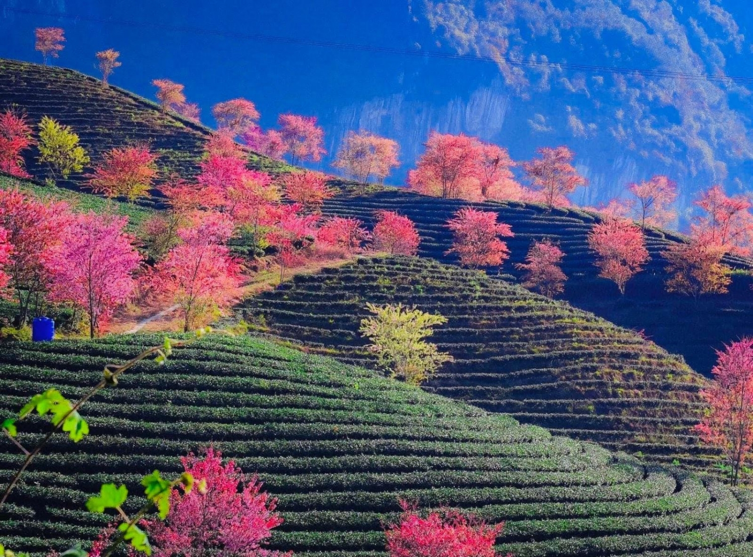 Mùa hoa anh đào tuyệt đẹp ở Sa Pa