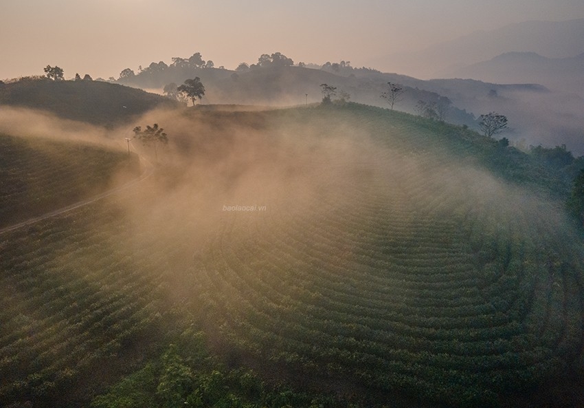 Ngắm bình minh tuyệt đẹp trên đồi chè giữa lòng thành phố Lào Cai