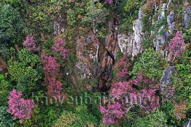 Mù Cang Chải: Tớ Dày nhuộm thắm non cao