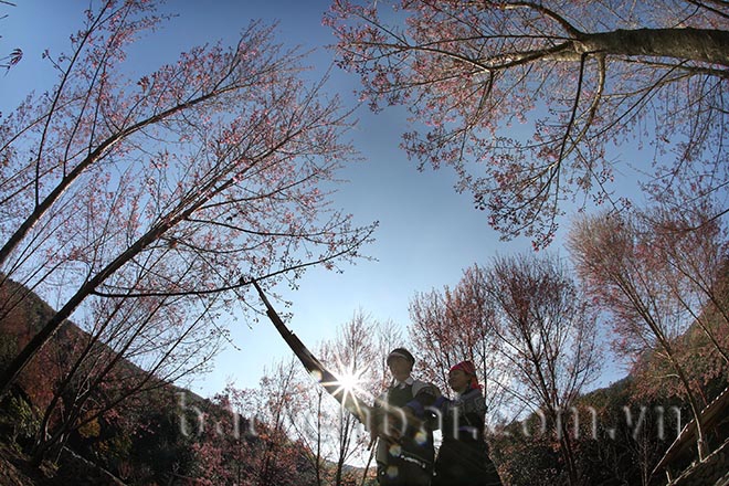 Mù Cang Chải: Tớ Dày nhuộm thắm non cao