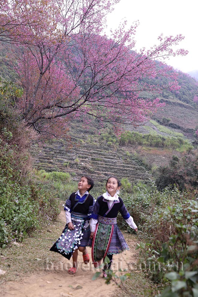 Mù Cang Chải: Tớ Dày nhuộm thắm non cao