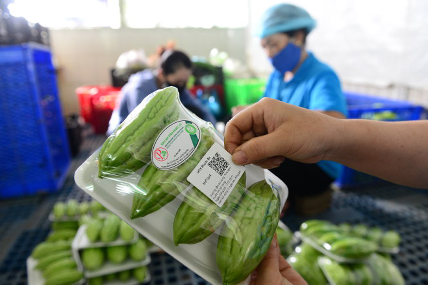 Nhiều địa phương vẫn chưa cập nhật thông tin để làm truy xuất nguồn gốc về vùng trồng, cơ sở đóng gói…p/Ảnh: Dán tem truy xuất nguồn gốc tại HTX Phước An, TP HCM.