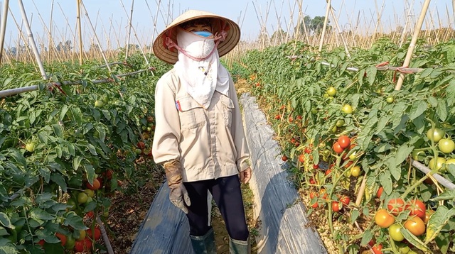 Chung tay giải cứu nông sản Hải Dương trước nguy cơ mất trắng vì dịch - 2
