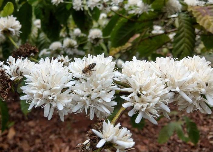 Đến Buôn Ma Thuột ngắm hoa cà phê den buon ma thuot ngam hoa ca phe