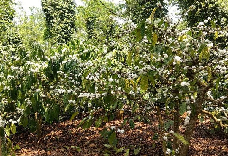 Đến Buôn Ma Thuột ngắm hoa cà phê den buon ma thuot ngam hoa ca phe