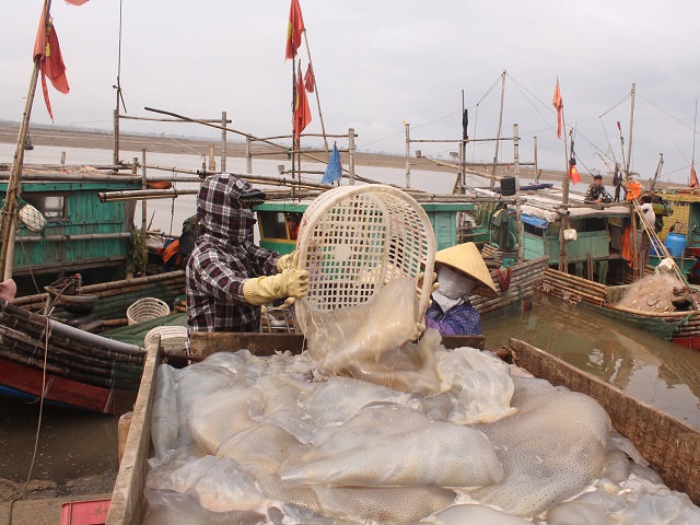 Các thuyền cập bến