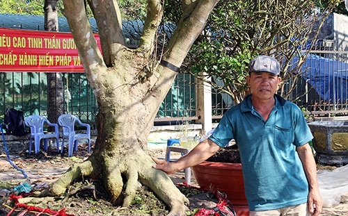 cay mai hon 120 tuoi duoc chao ban 3 ty dong o mien tay