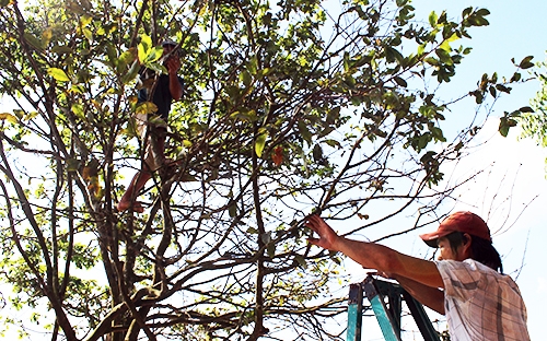 cay mai hon 120 tuoi duoc chao ban 3 ty dong o mien tay