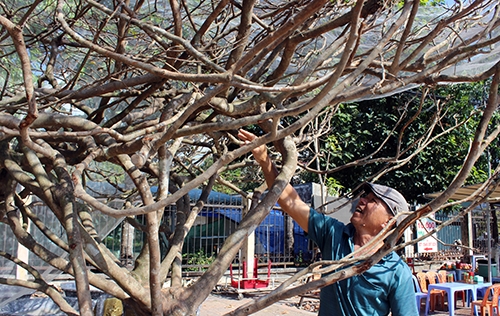 cay mai hon 120 tuoi duoc chao ban 3 ty dong o mien tay