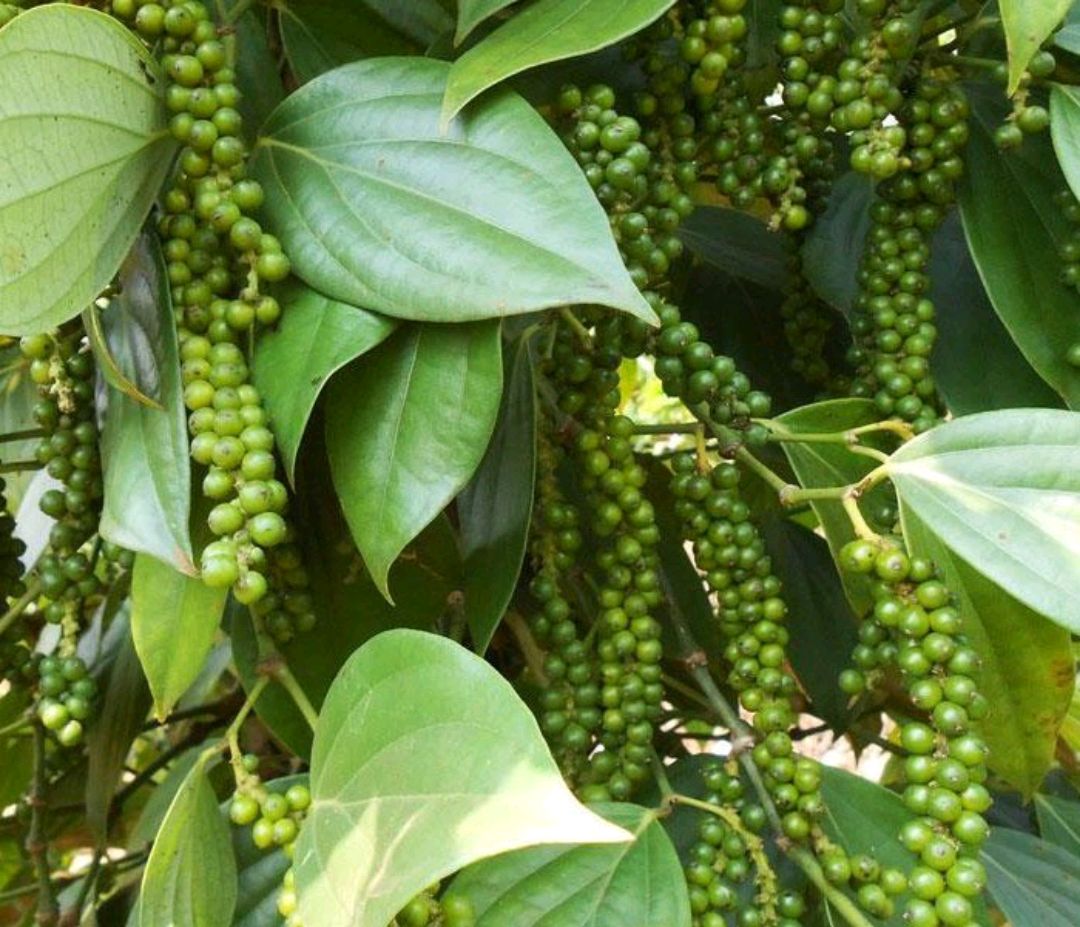 Giá tiêu hôm nay 24/4: Thế giới nối đà giảm, giao dịch ảm đạm