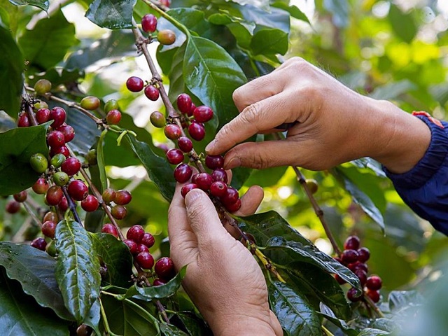 Giá cà phê hôm nay 18/3: Cao nhất 33.000 đồng/kg