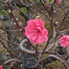 cay mai hon 120 tuoi duoc chao ban 3 ty dong o mien tay