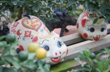 cay mai hon 120 tuoi duoc chao ban 3 ty dong o mien tay