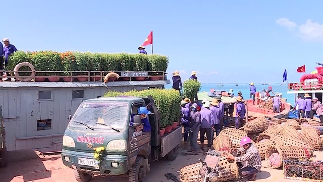 cho tet ra dao tien tieu