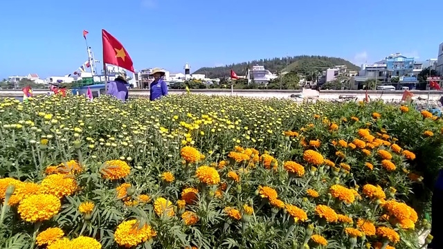 cho tet ra dao tien tieu