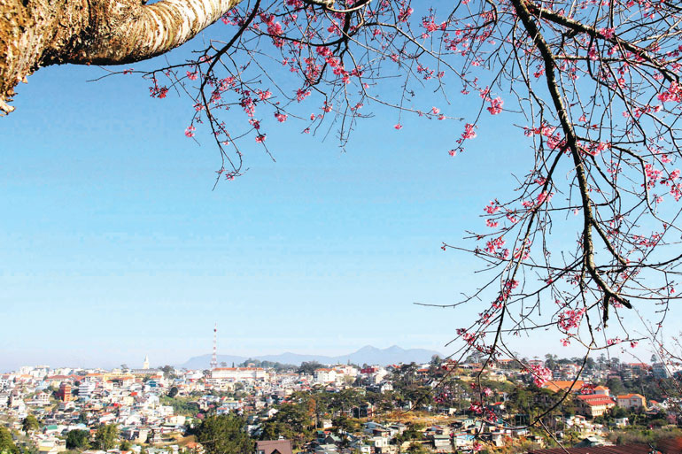 Chùm ảnh: Xuân hồng