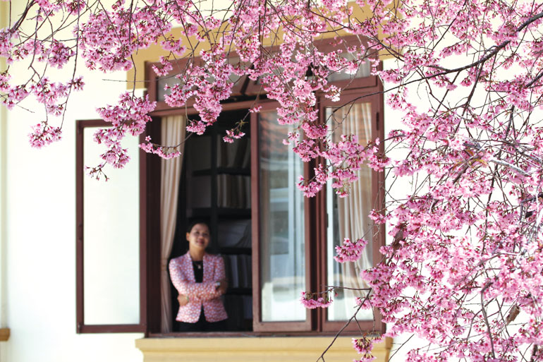 Chùm ảnh: Xuân hồng
