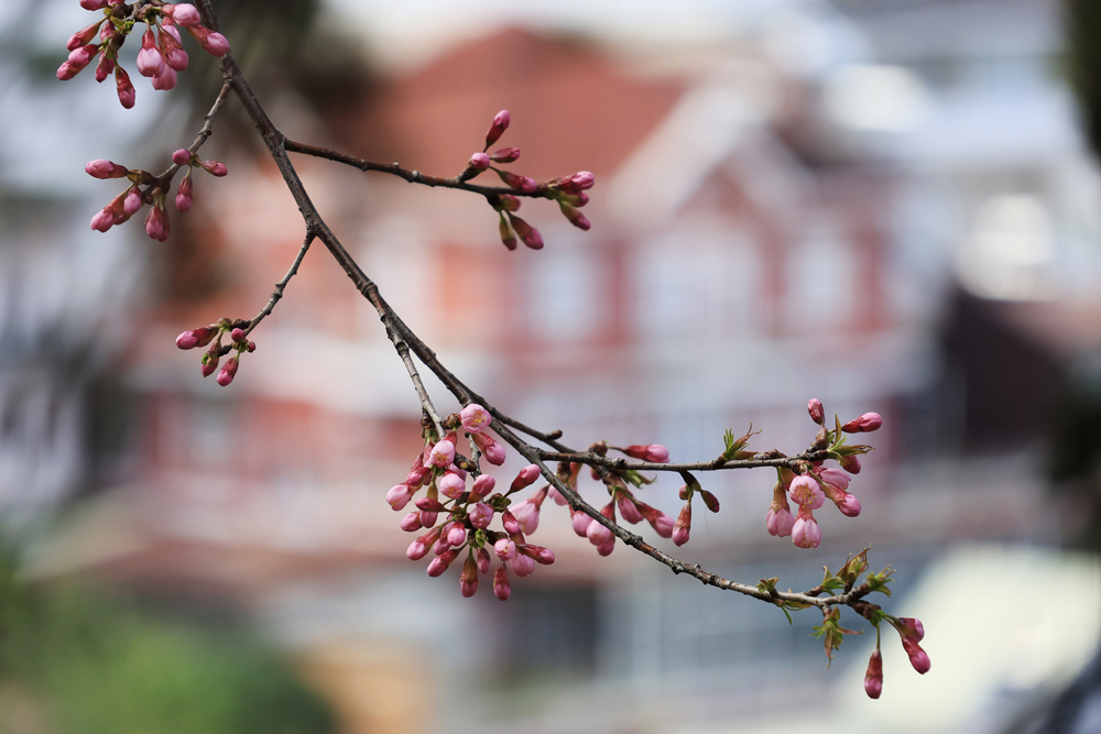 Người dân và du khách ngóng chờ hoa anh đào bung nở