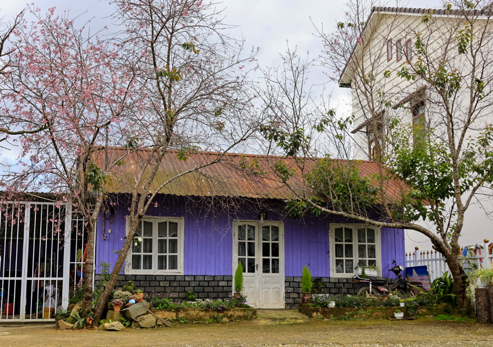 Người dân và du khách ngóng chờ hoa anh đào bung nở