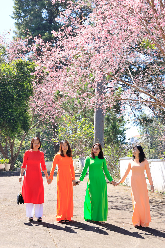 Mai anh đào rực rỡ phố phường Đà Lạt Mai anh đào rực rỡ phố phường Đà Lạt