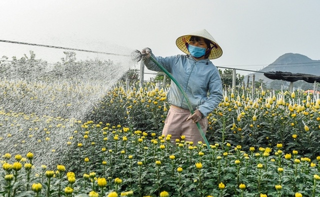 Người dân ăn ngủ cùng hoa ngày cận Tết - 4