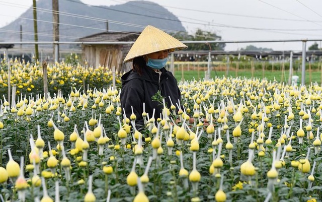 Người dân ăn ngủ cùng hoa ngày cận Tết - 5