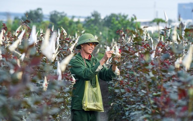 Người dân ăn ngủ cùng hoa ngày cận Tết - 3