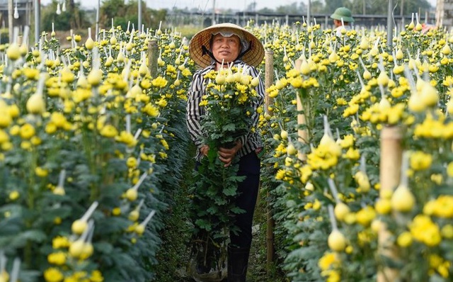 Người dân ăn ngủ cùng hoa ngày cận Tết - 6