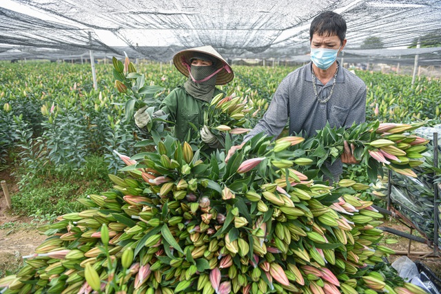 Giá hoa thấp kỷ lục, người trồng hoa Tây Tựu ngồi trên đống lửa - 1