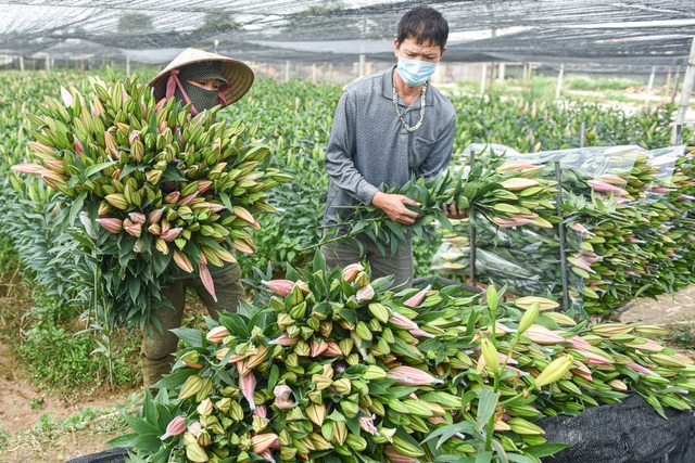 Giá hoa thấp kỷ lục, người trồng hoa Tây Tựu ngồi trên đống lửa - 4