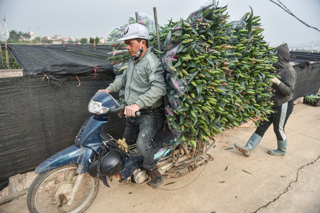 Giá hoa thấp kỷ lục, người trồng hoa Tây Tựu ngồi trên đống lửa - 6