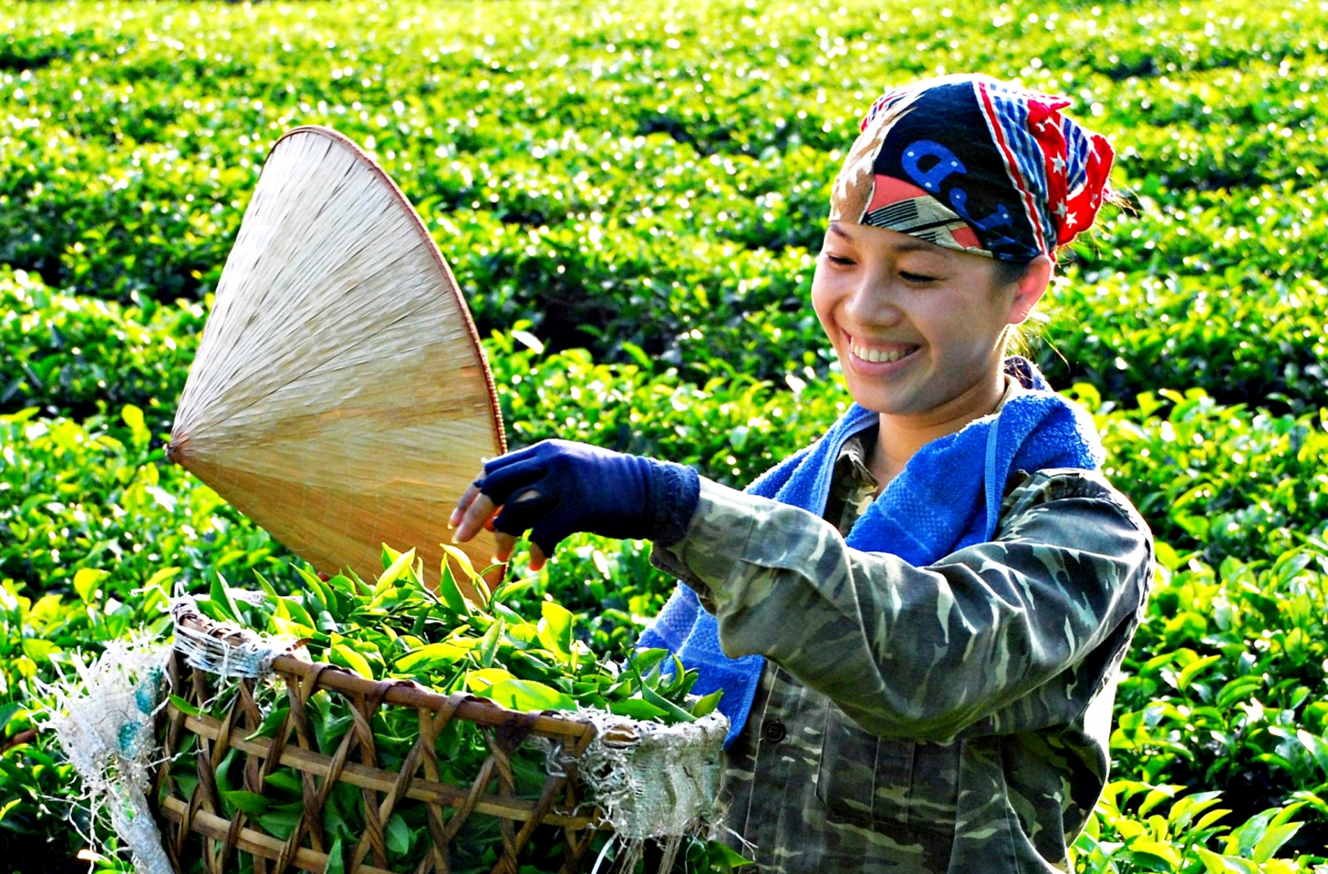 Mê mẩn sắc xanh nương chè xứ Thái Mê mẩn sắc xanh nương chè xứ Thái