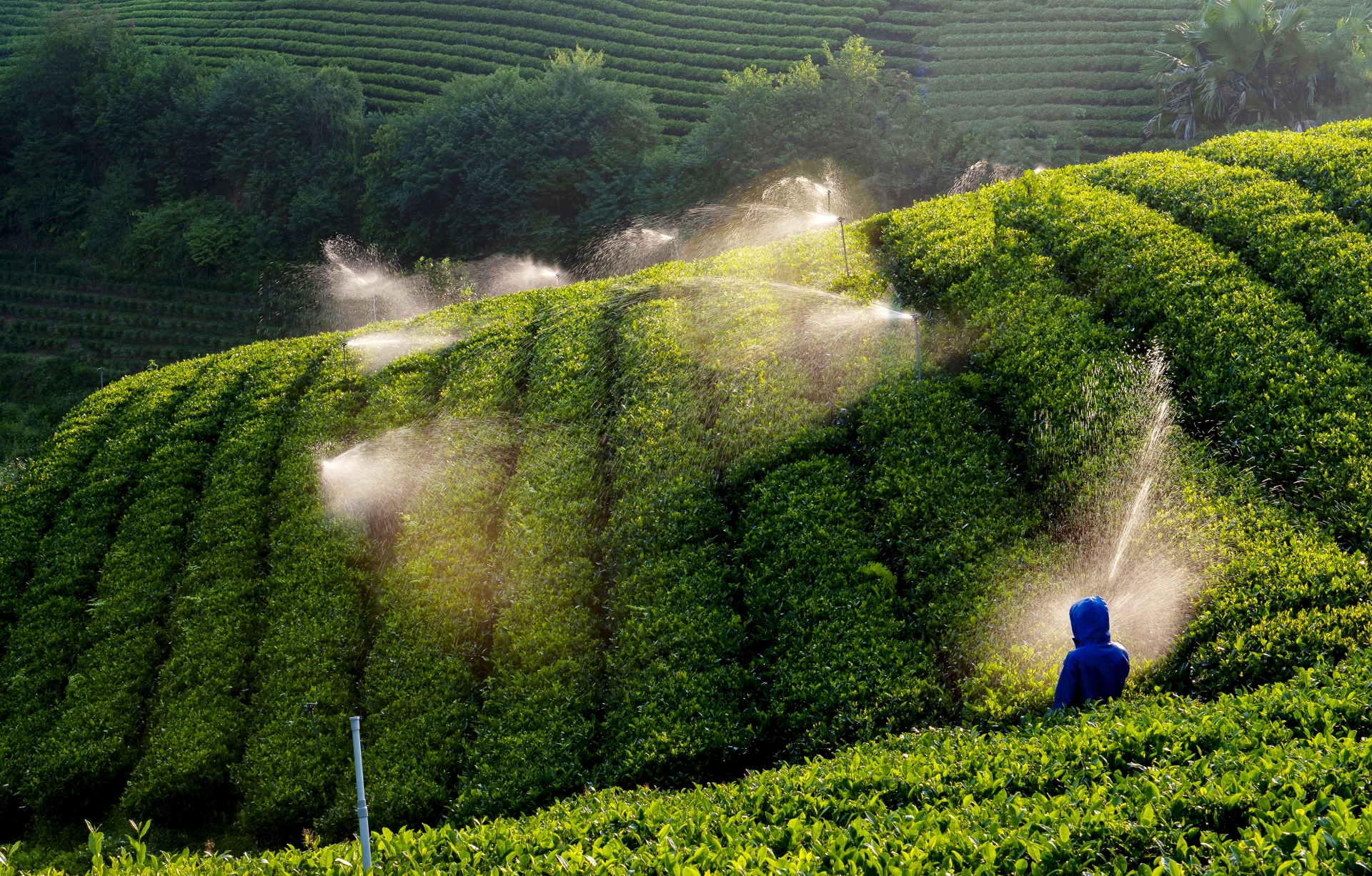 Mê mẩn sắc xanh nương chè xứ Thái Mê mẩn sắc xanh nương chè xứ Thái