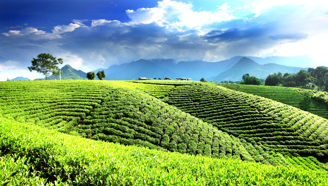 Mê mẩn sắc xanh nương chè xứ Thái Mê mẩn sắc xanh nương chè xứ Thái