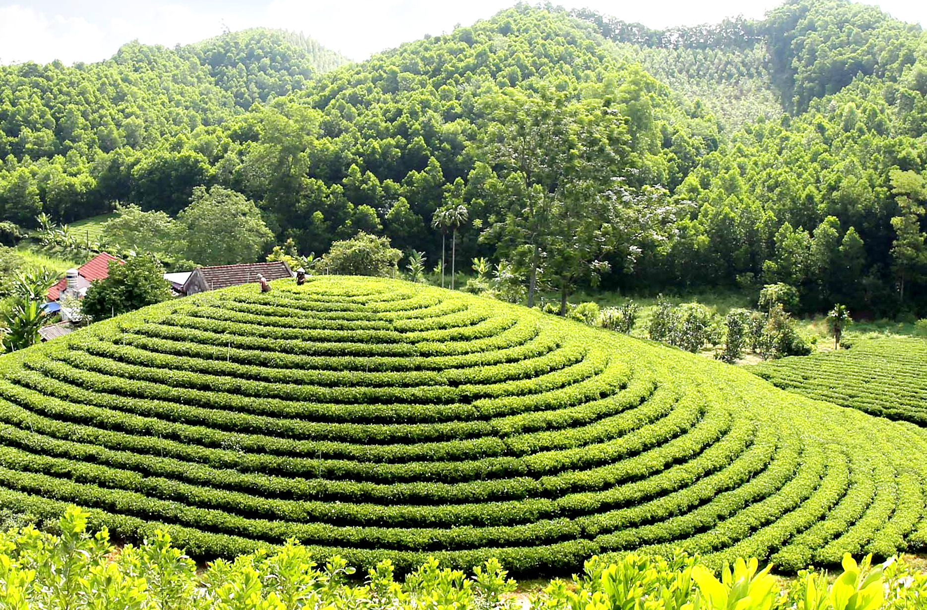 Mê mẩn sắc xanh nương chè xứ Thái Mê mẩn sắc xanh nương chè xứ Thái