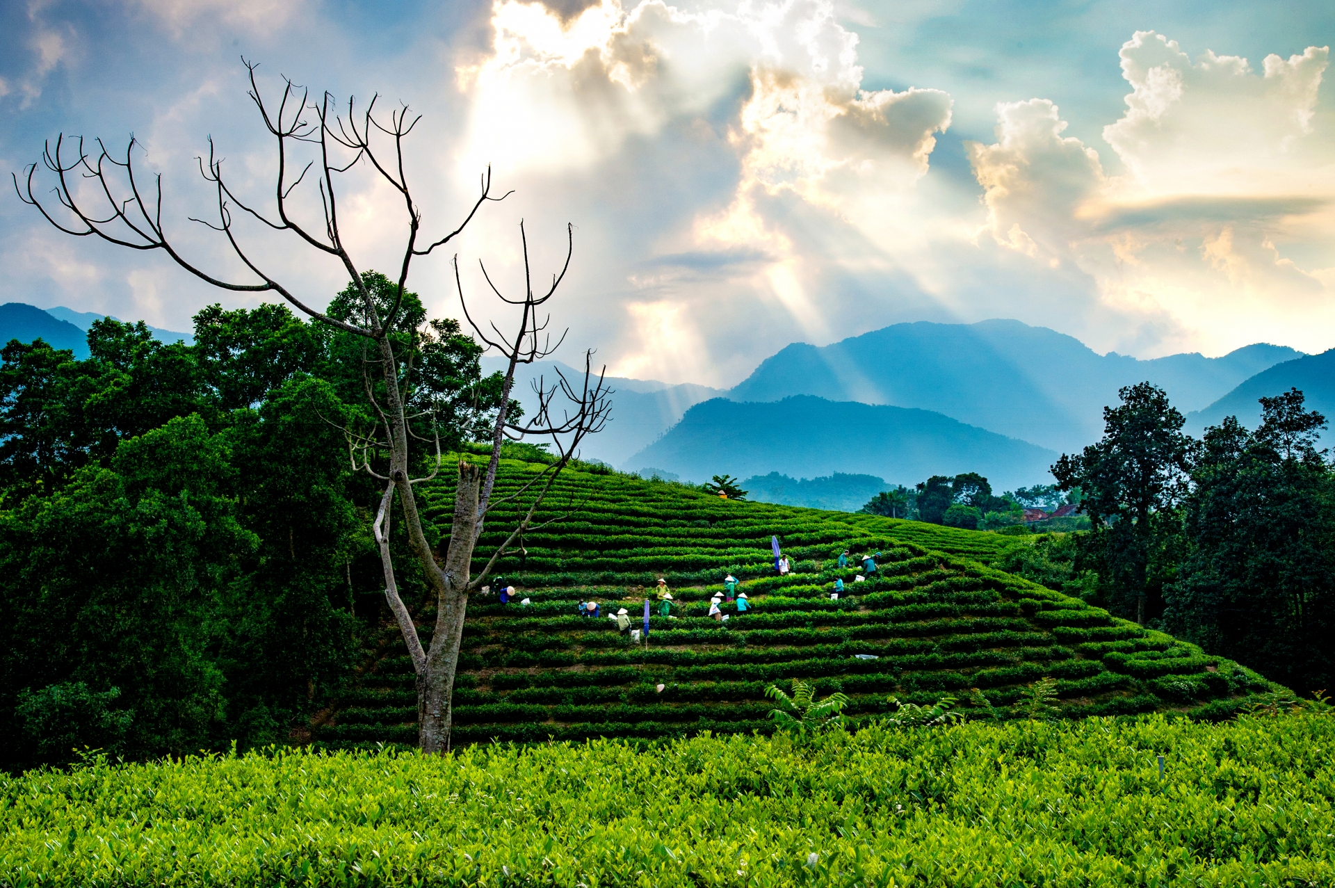 Mê mẩn sắc xanh nương chè xứ Thái Mê mẩn sắc xanh nương chè xứ Thái