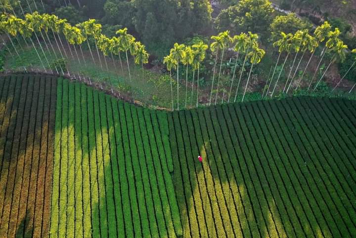 Mê mẩn sắc xanh nương chè xứ Thái Mê mẩn sắc xanh nương chè xứ Thái