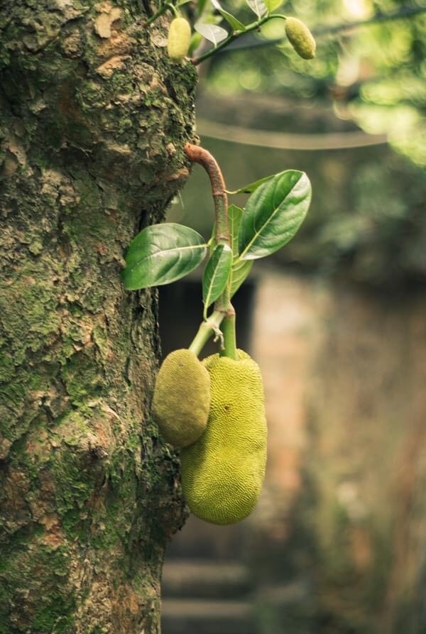 Thăm chùa Bổ Đà - Dấu xưa độc đáo vùng Kinh Bắc Chùa Bổ Đà - Dấu xưa độc đáo vùng Kinh Bắc