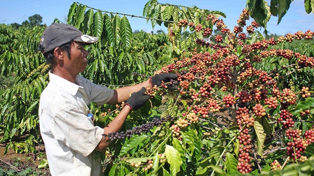 Giá cà phê hôm nay 2/7: Đồng loạt giảm