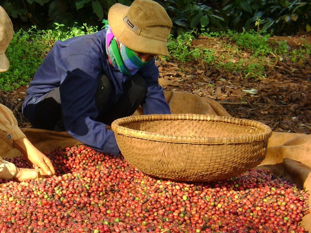 Giá cà phê hôm nay 10/5: Đầu tuần đi ngang